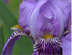 [Photo of Iris]