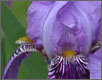 [Iris Photo]